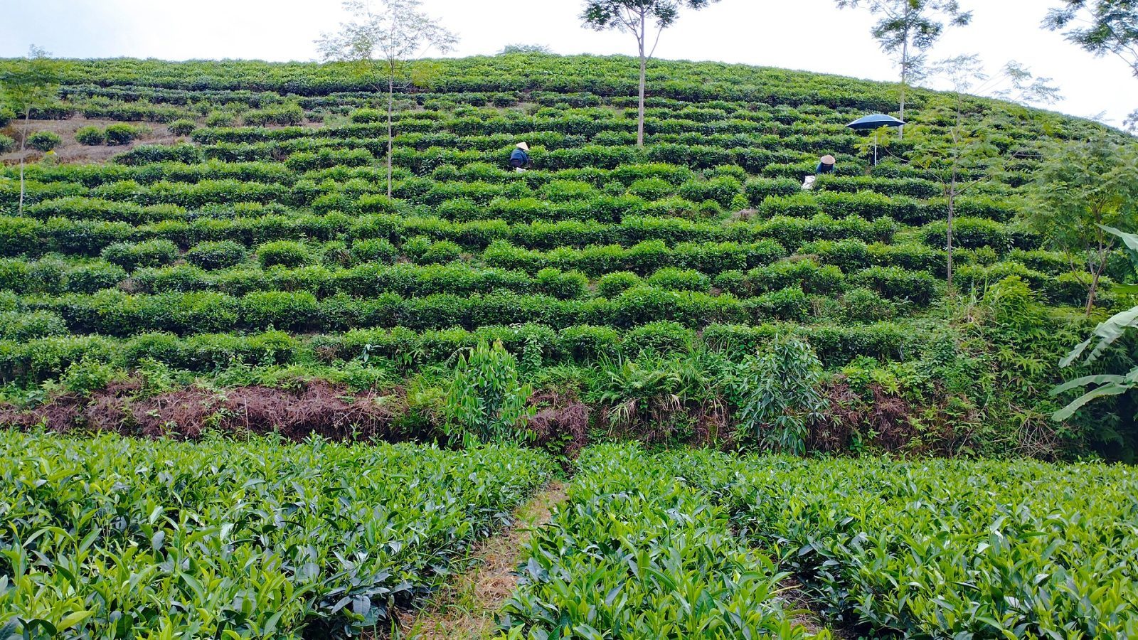 Đồi Chè Cầu Đất & Săn Mây