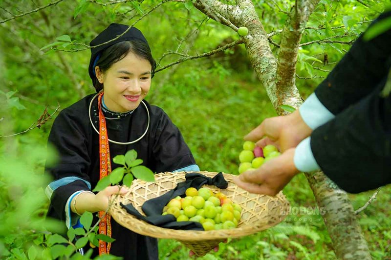 Cao Bằng - Mùa Xanh Mát & Hái Trái Rừng (Tháng 4 - 7)